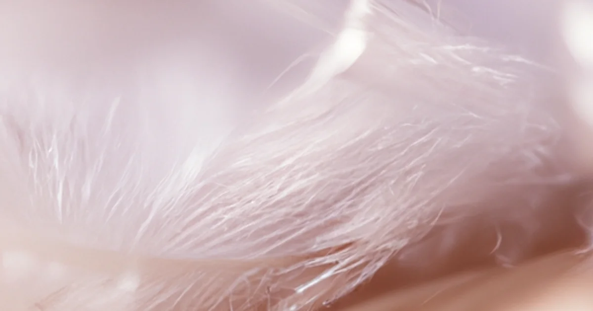 ChatGPT, Show Me Andes Chocolate